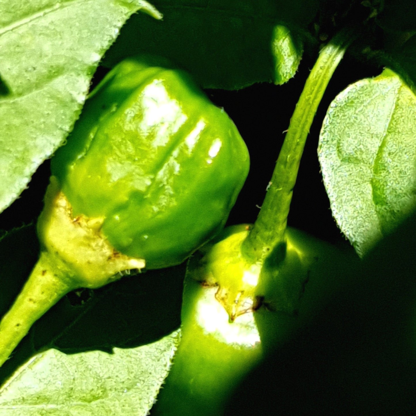 grüne Aji-Mango-Früchte am Strauch