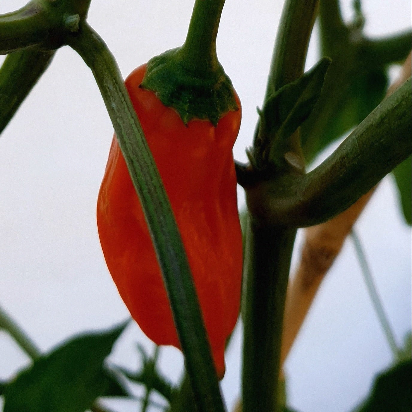 orangefarbene Aji amarillo Frucht am Strauch