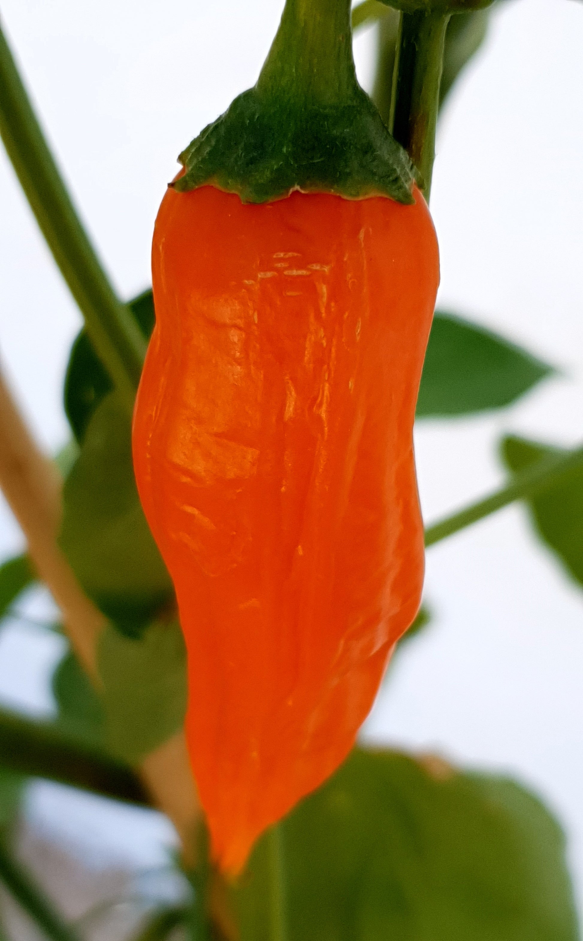 einzelne orangfarbene Aji amarillo Frucht