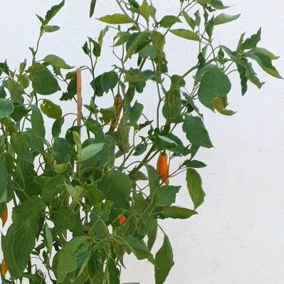 Aji amarillo Strauch