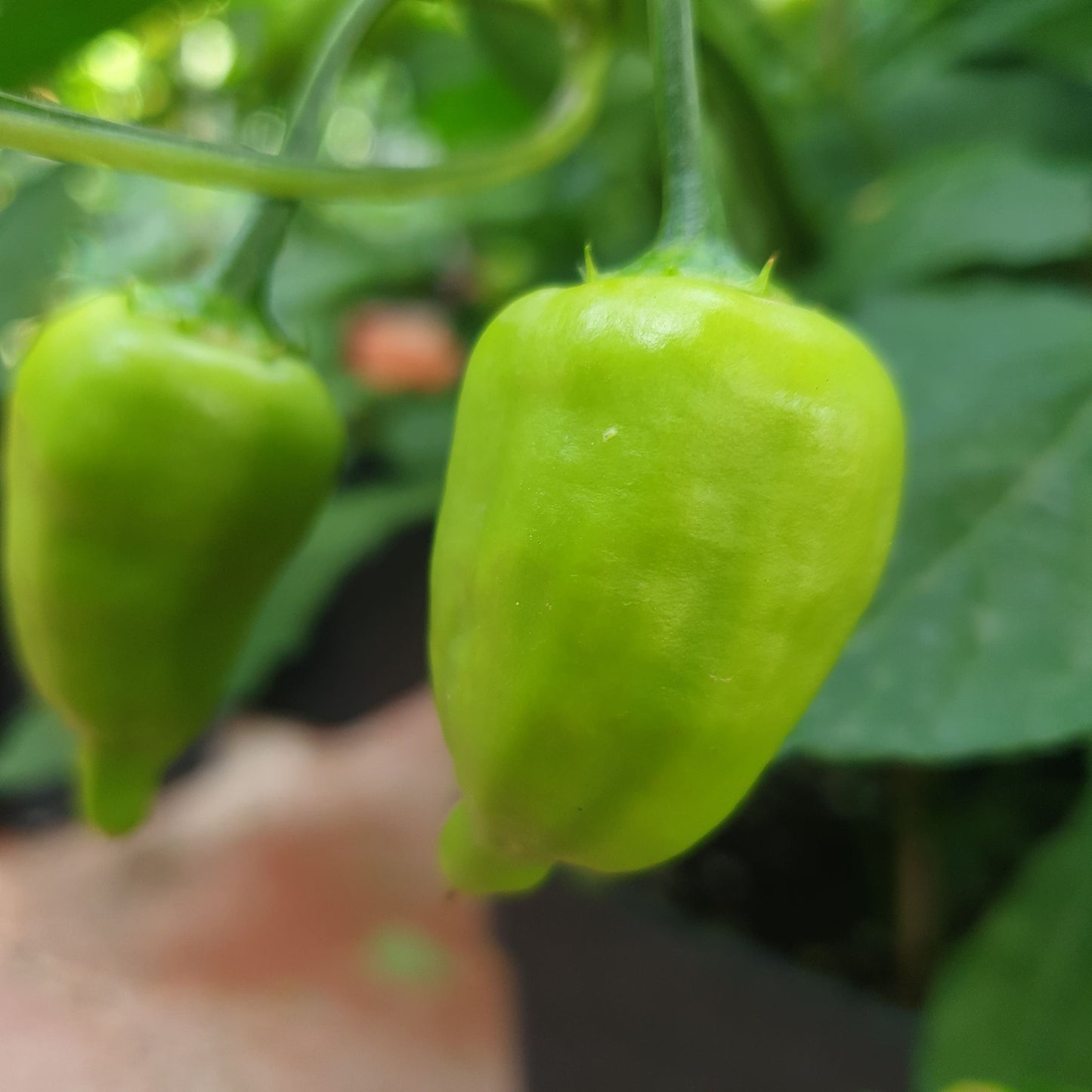 Aji Benito Chilis unreife Frucht