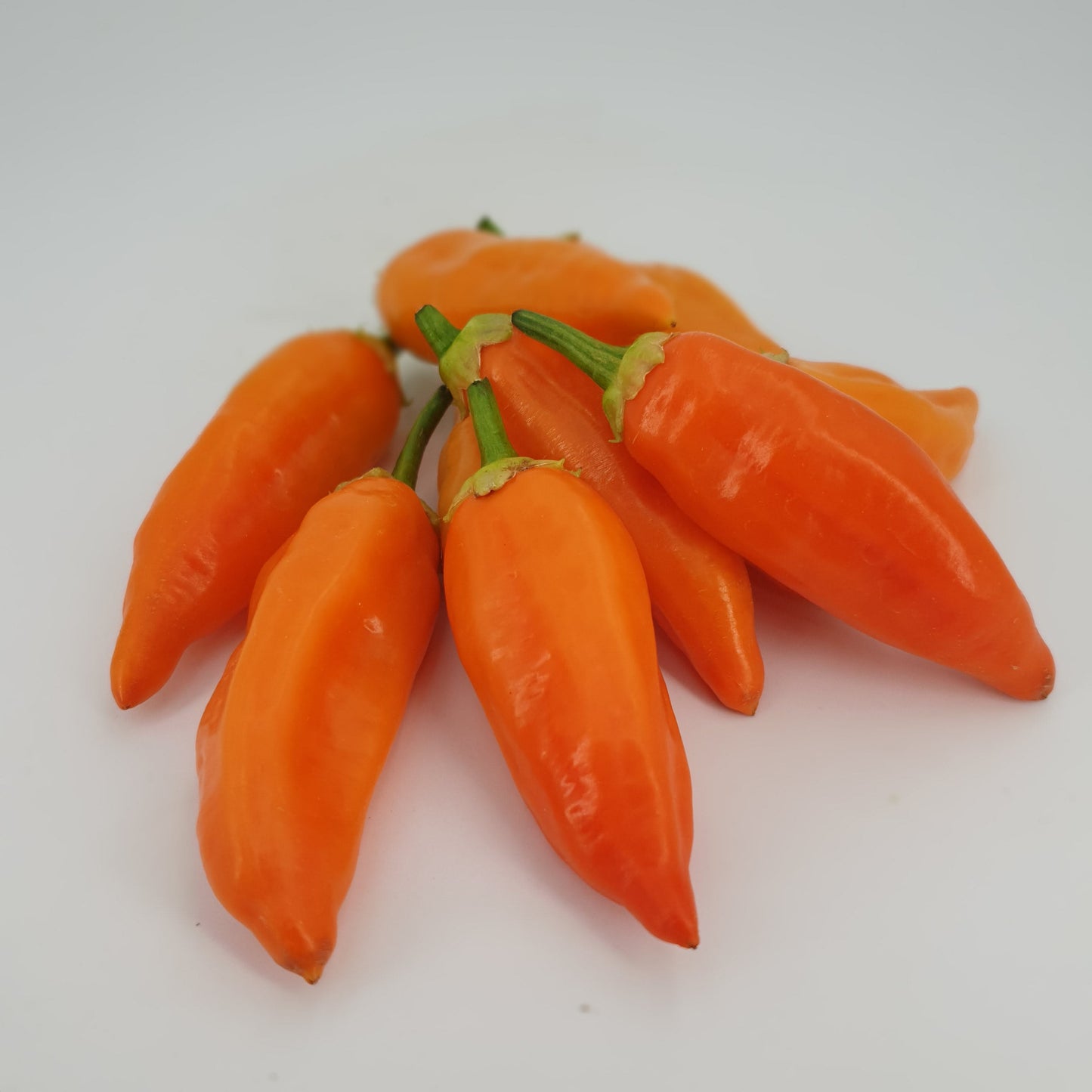 Aji Cristal Chilifrüchte