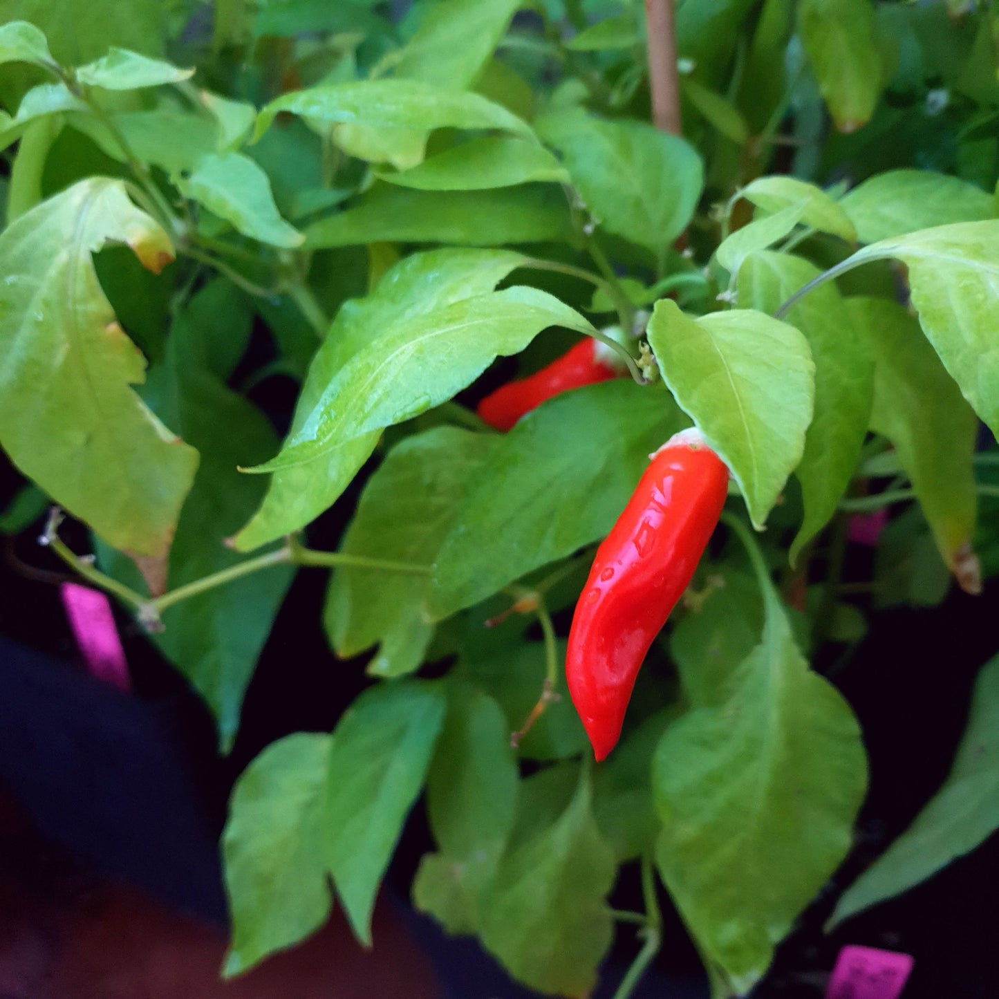 Aji Cristal Schote reif