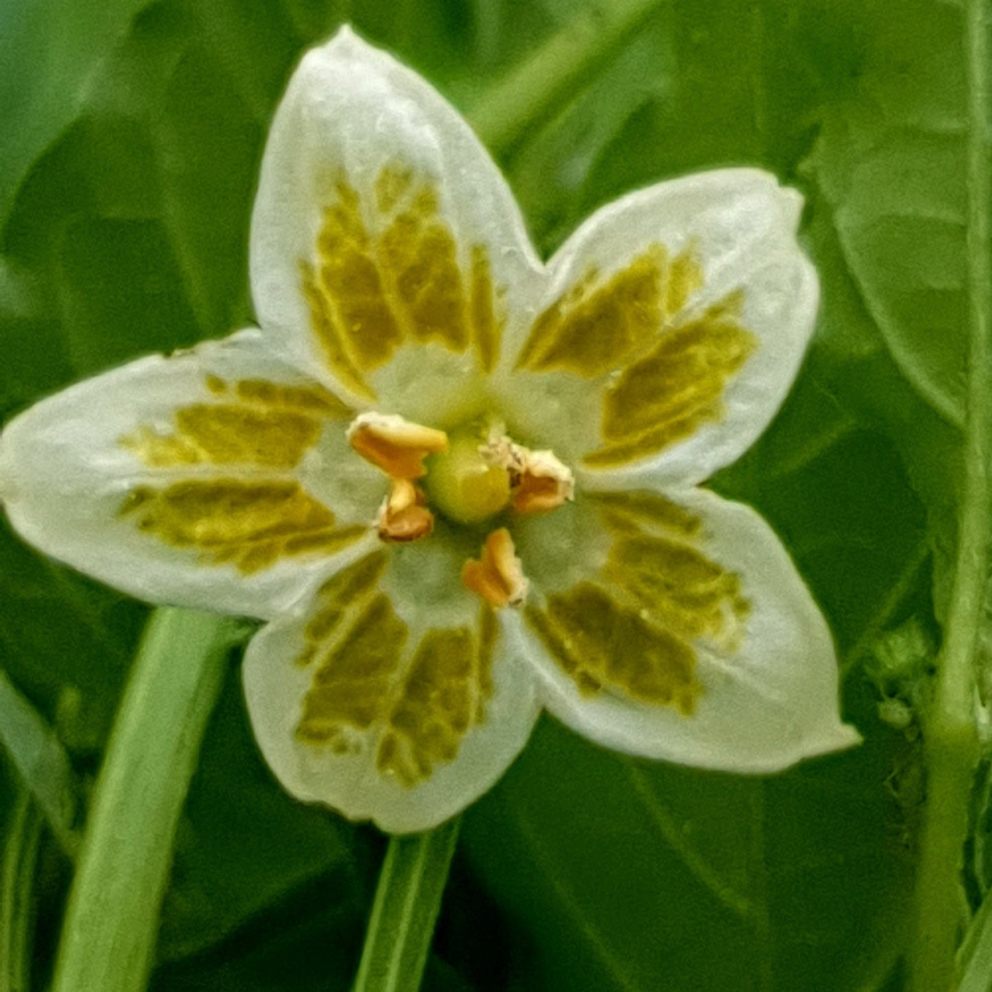 Aji Cristal Blüte
