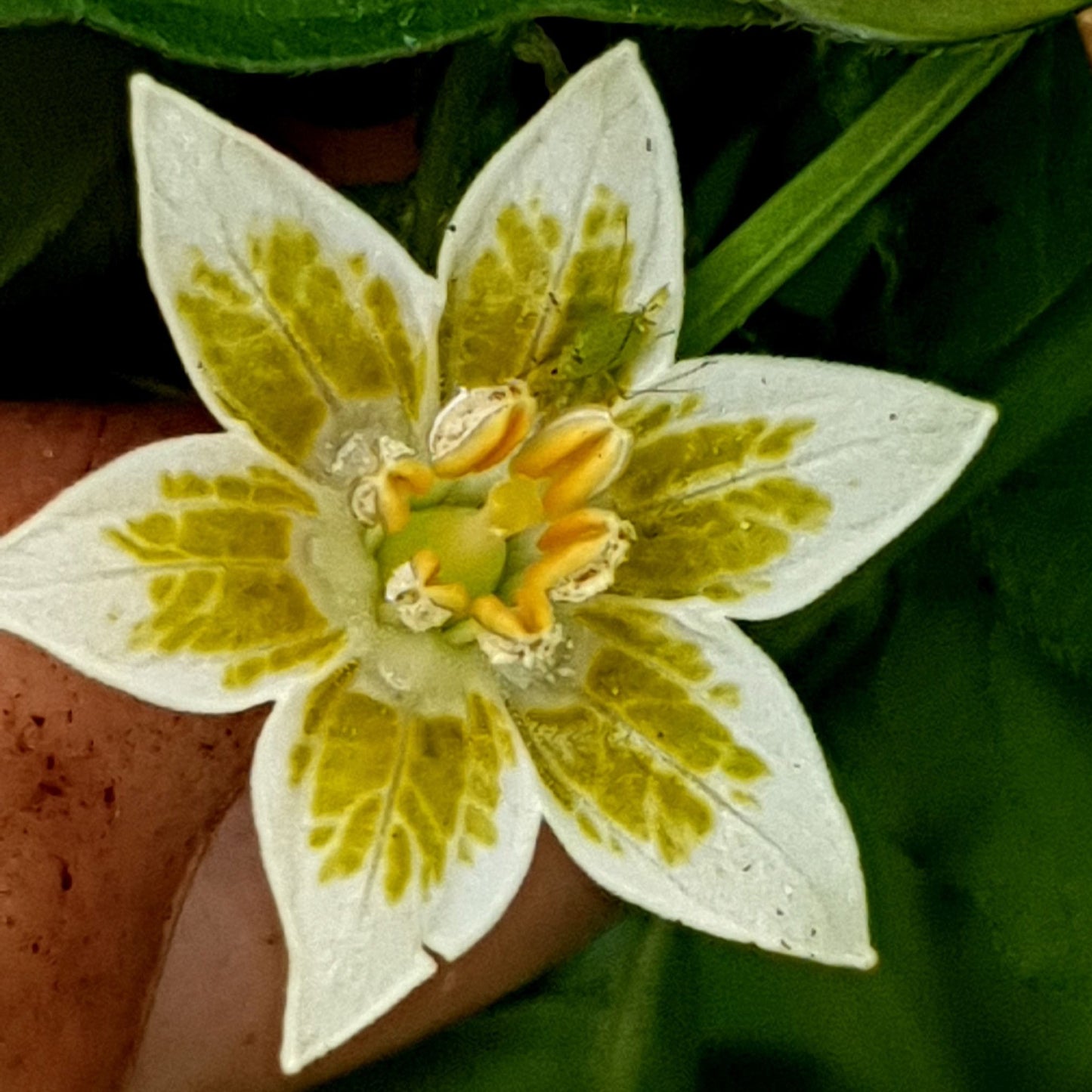 Aji Cristal Chiliblüte