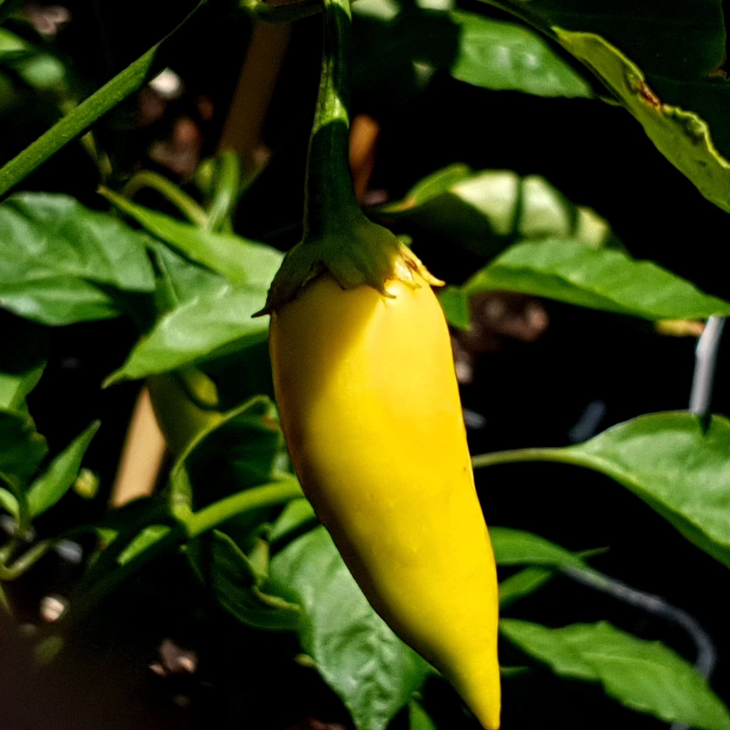 Aji Cristal Gelb (unreif)