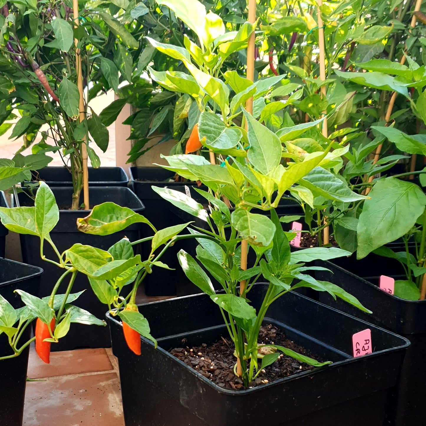 Aji Cristal Pflanzen