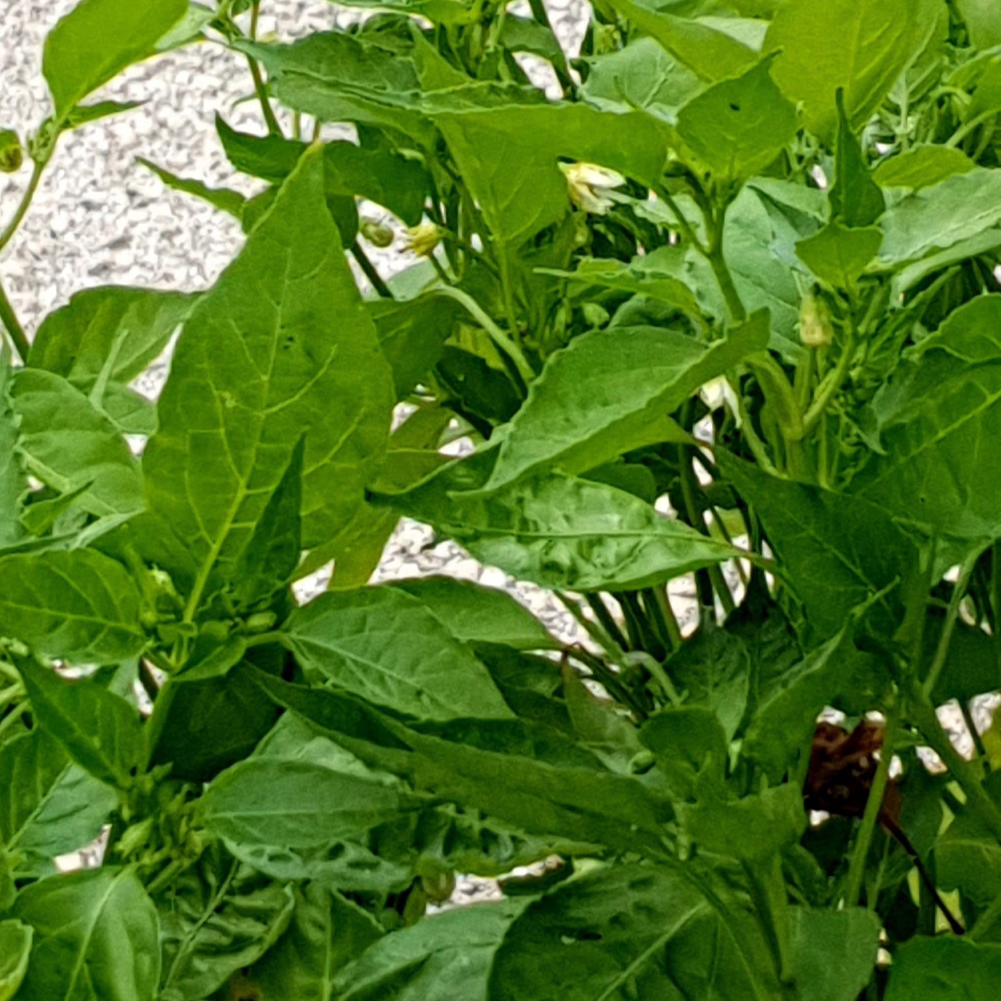 Aji Cristal Busch