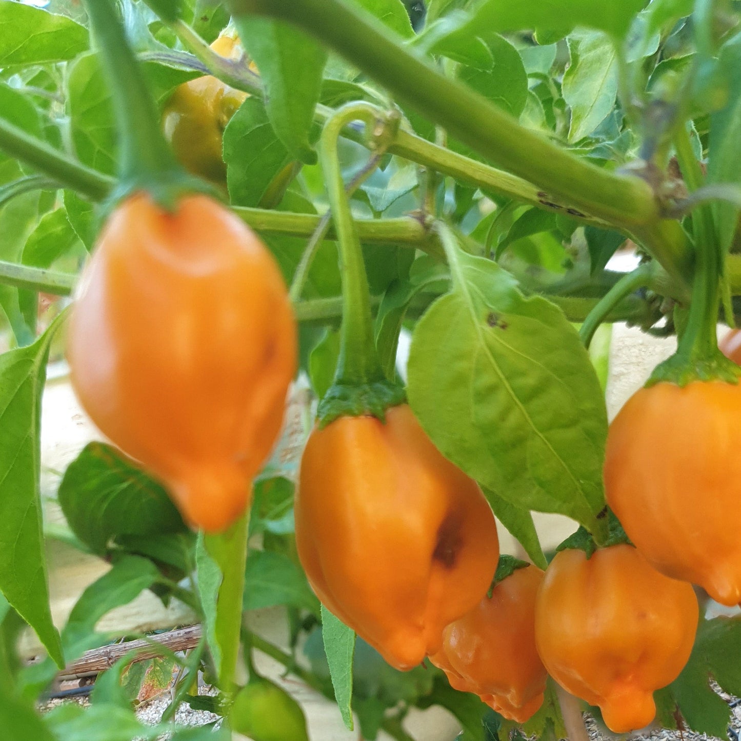 Hängende Aji Mandarin Früchte am Strauch