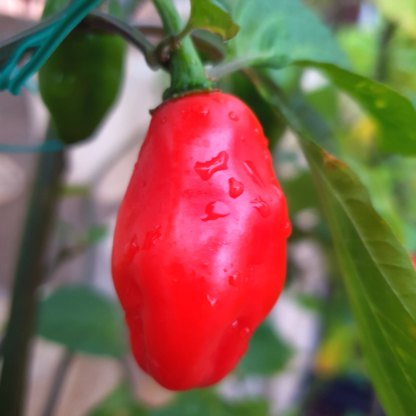 1 rote Amazon Chile Roma Frucht hängend