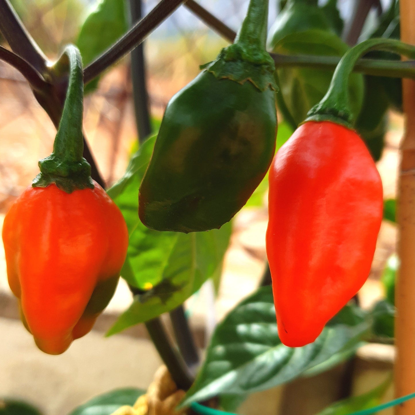 grüne und orangefarbene halbreife Amazon Chile Roma Früchte am Strauch