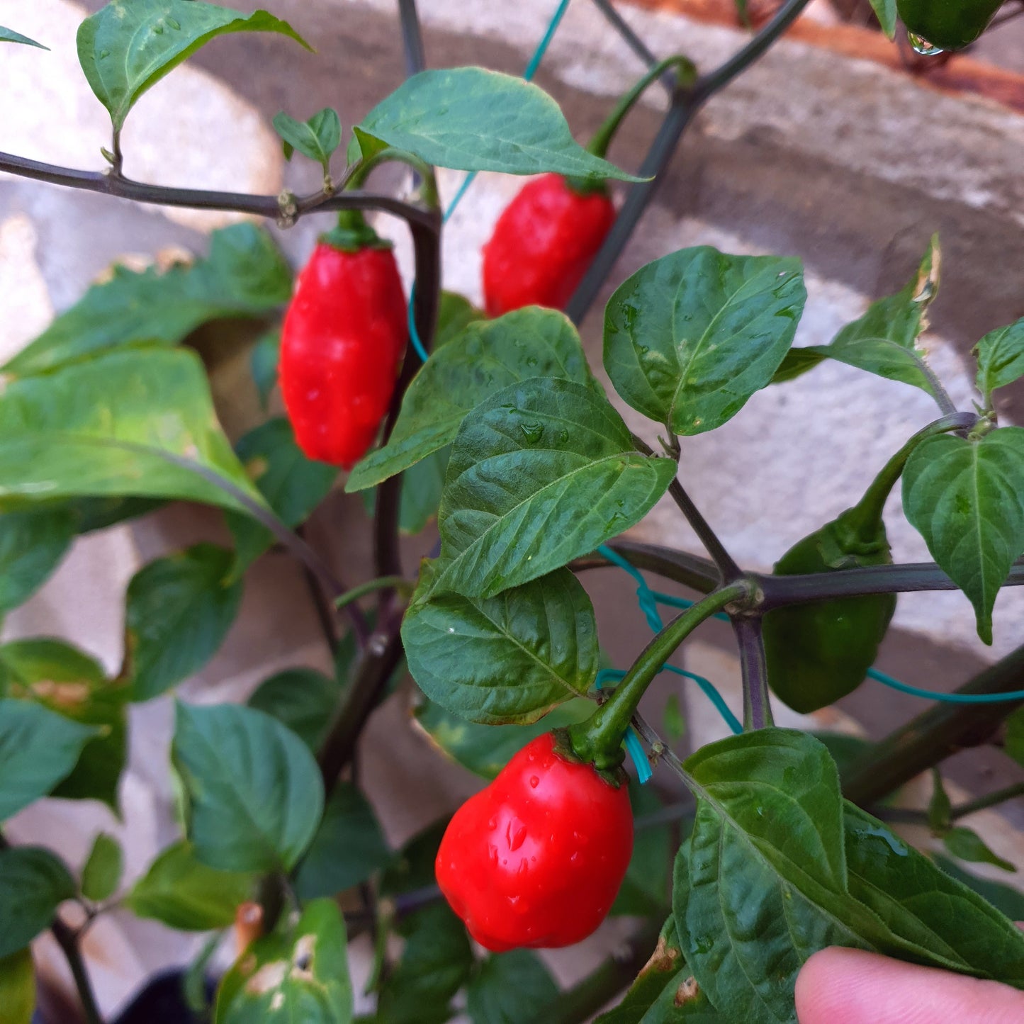 reife rote Amazon Chile Roma Früchte am Strauch