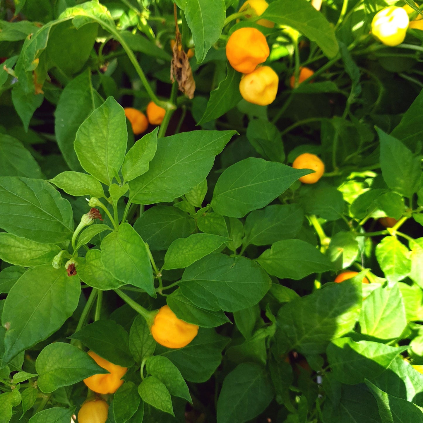 Apricot Apple am Strauch