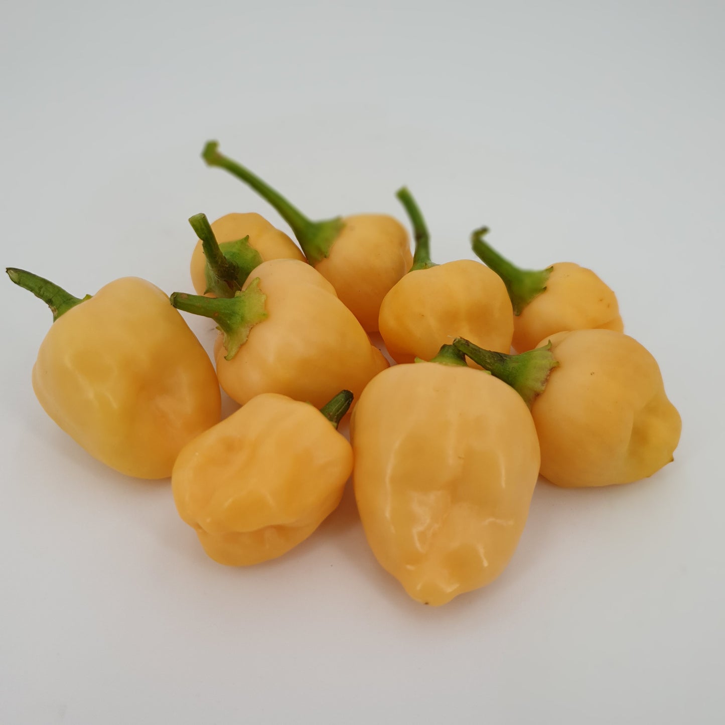 10 reife Apricot Apple Chili