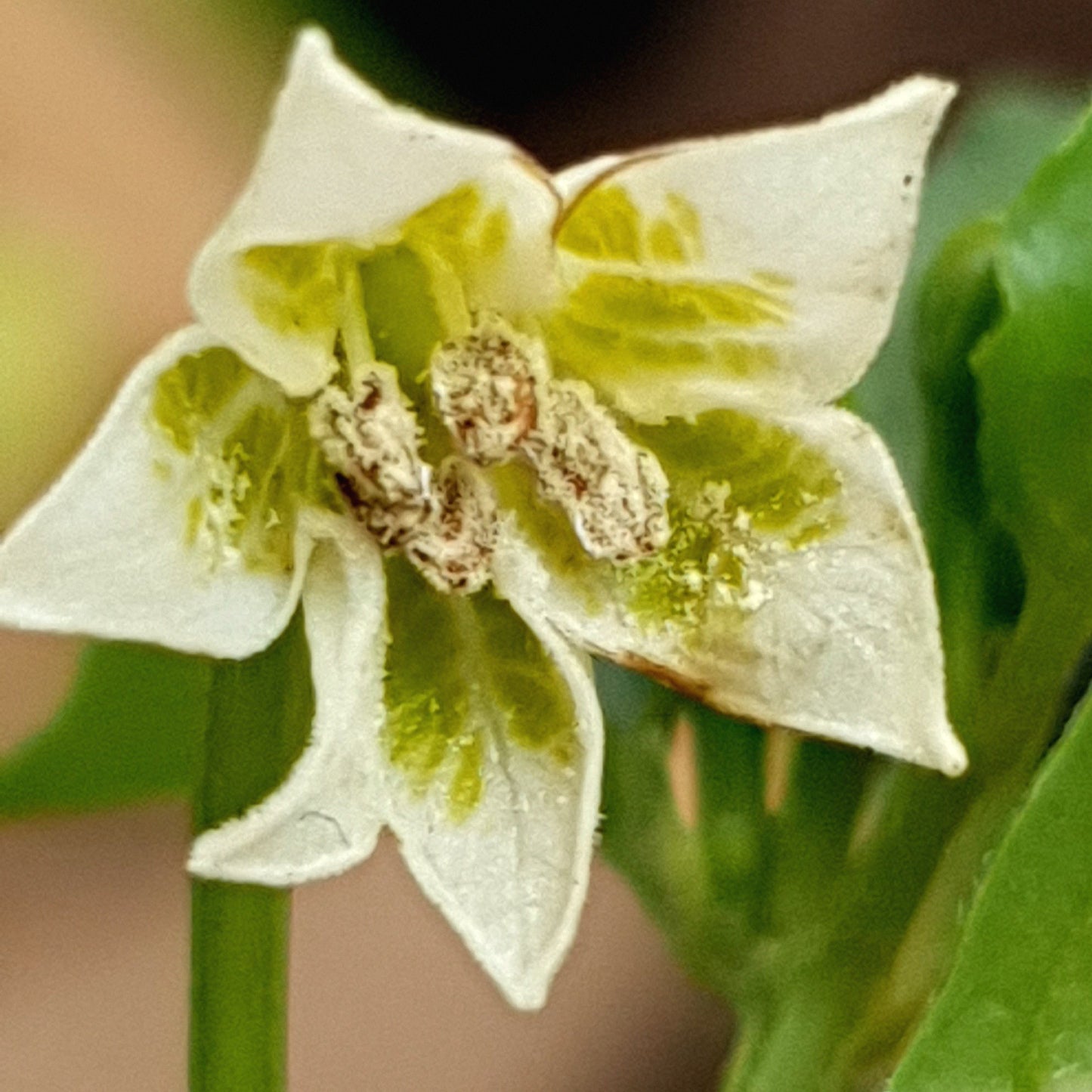 Apricot Apple Chili Blüte