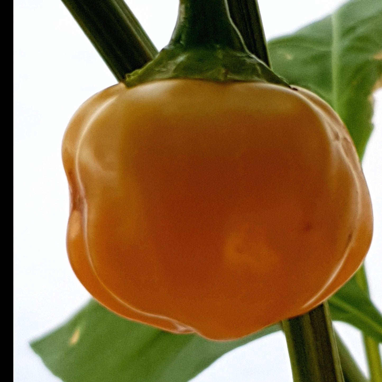 Apricot Apple Frucht am Strauch hängend
