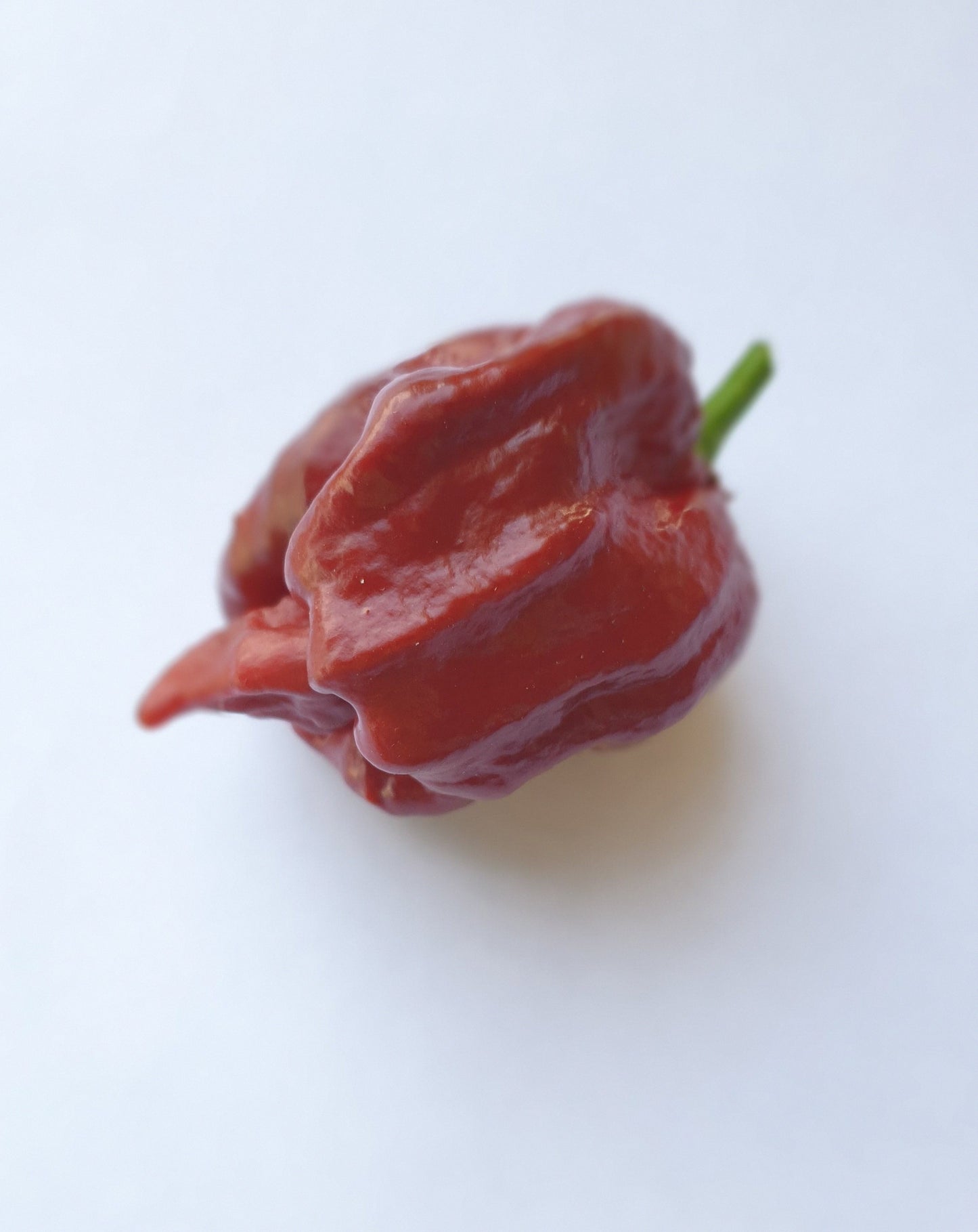 einzelne braune Carolina Reaper chocolate Frucht