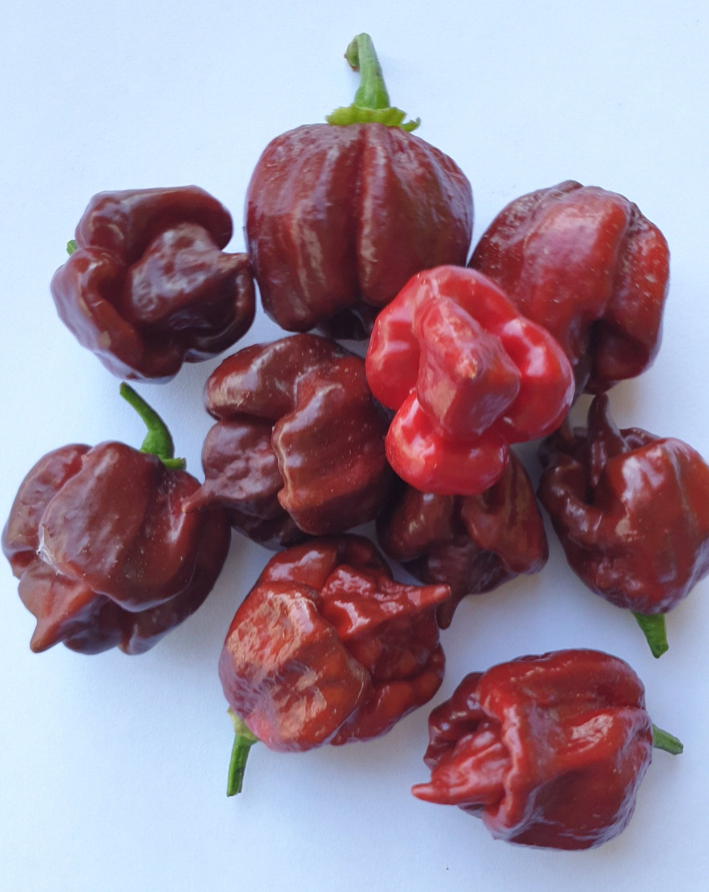 Carolina Reaper chocolate - 10 semillas de chile