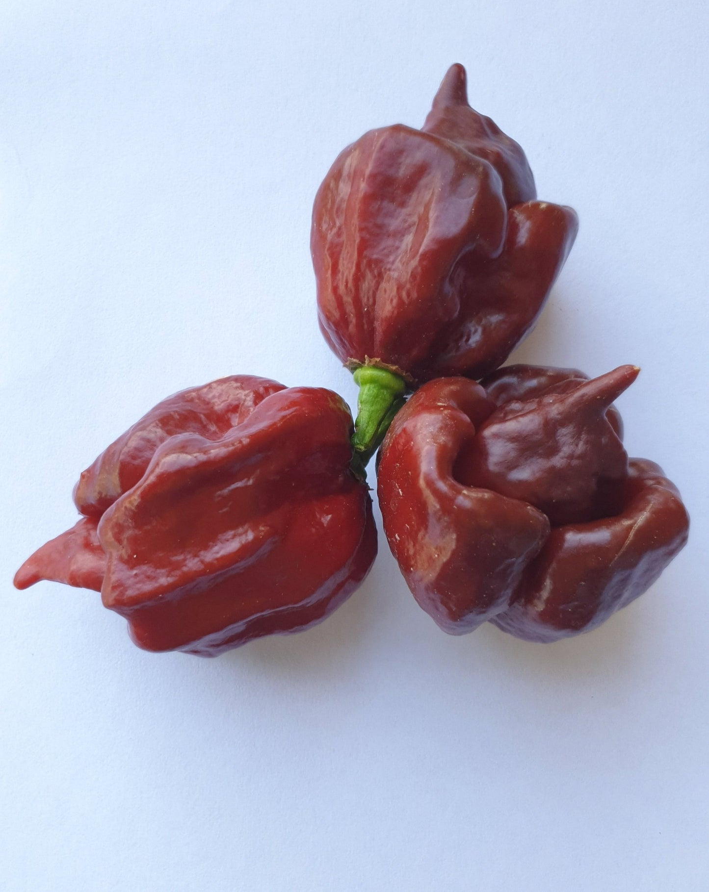 3 braune Carolina Reaper chocolate Früchte