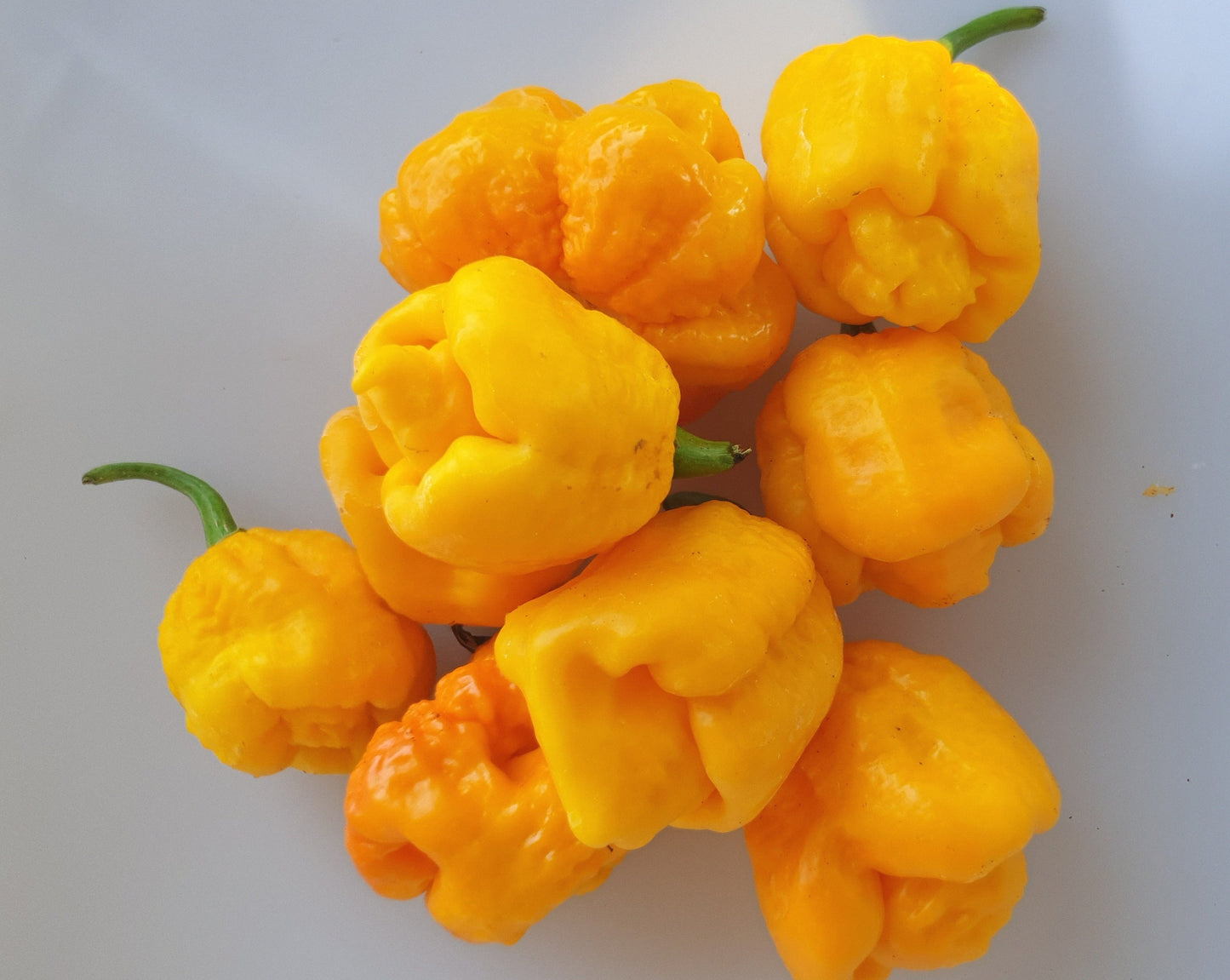 8 gelbe Carolina Reaper Früchte