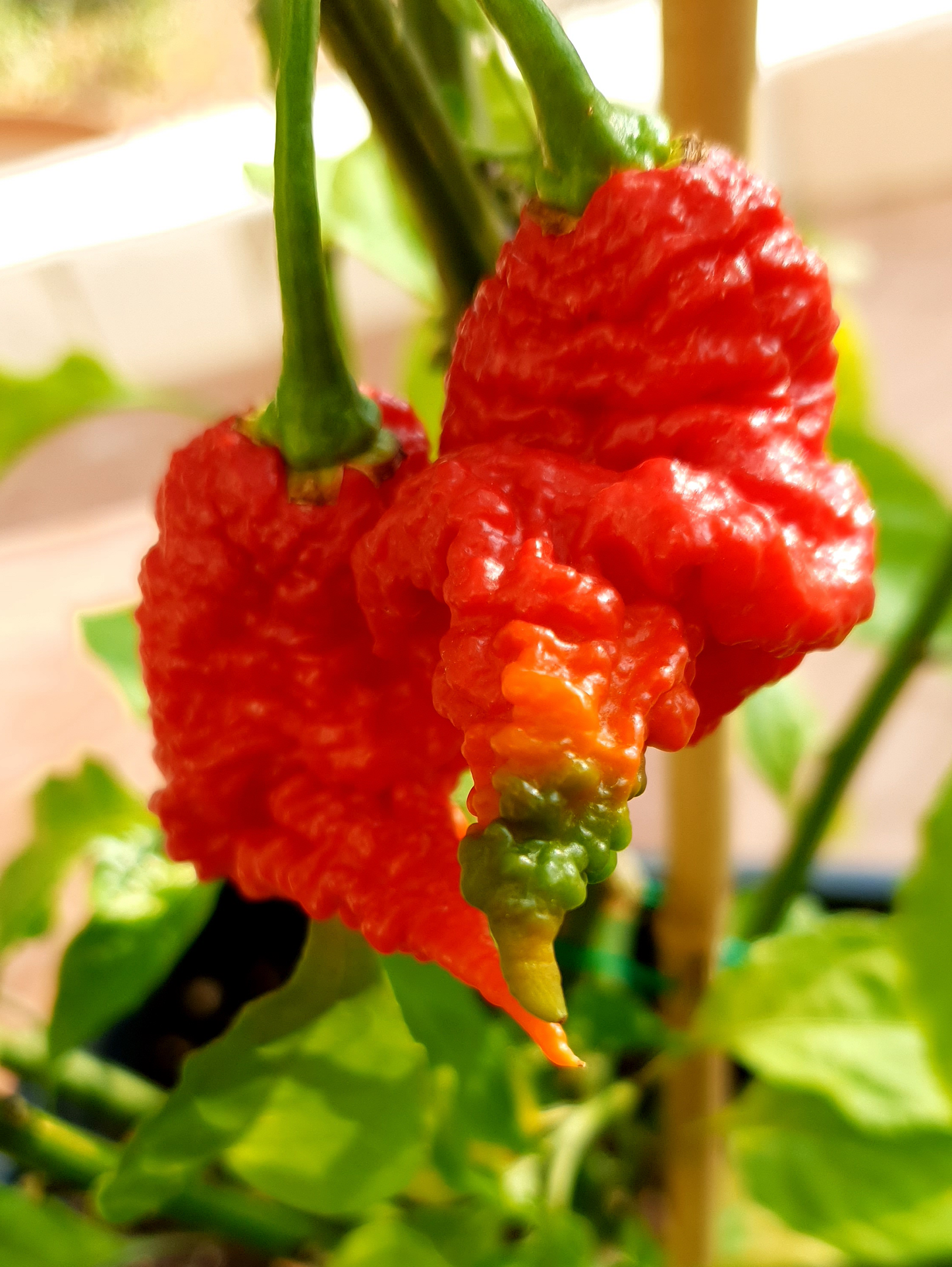 rote Carolina Reaper am Strauch