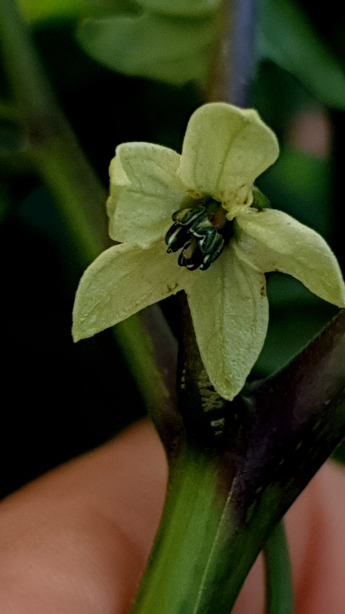 Carolina Reaper chocolate Blüte
