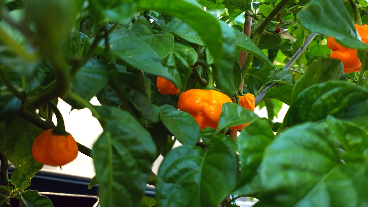 gelbe Carolina Reaper Früchte am Strauch