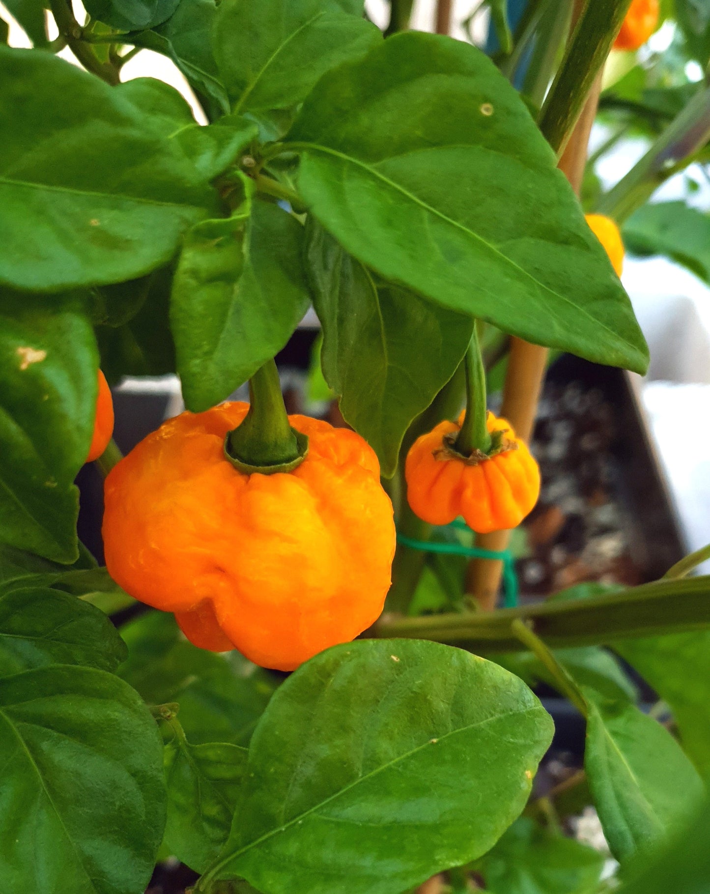 gelbe Carolina Reaper am Strauch