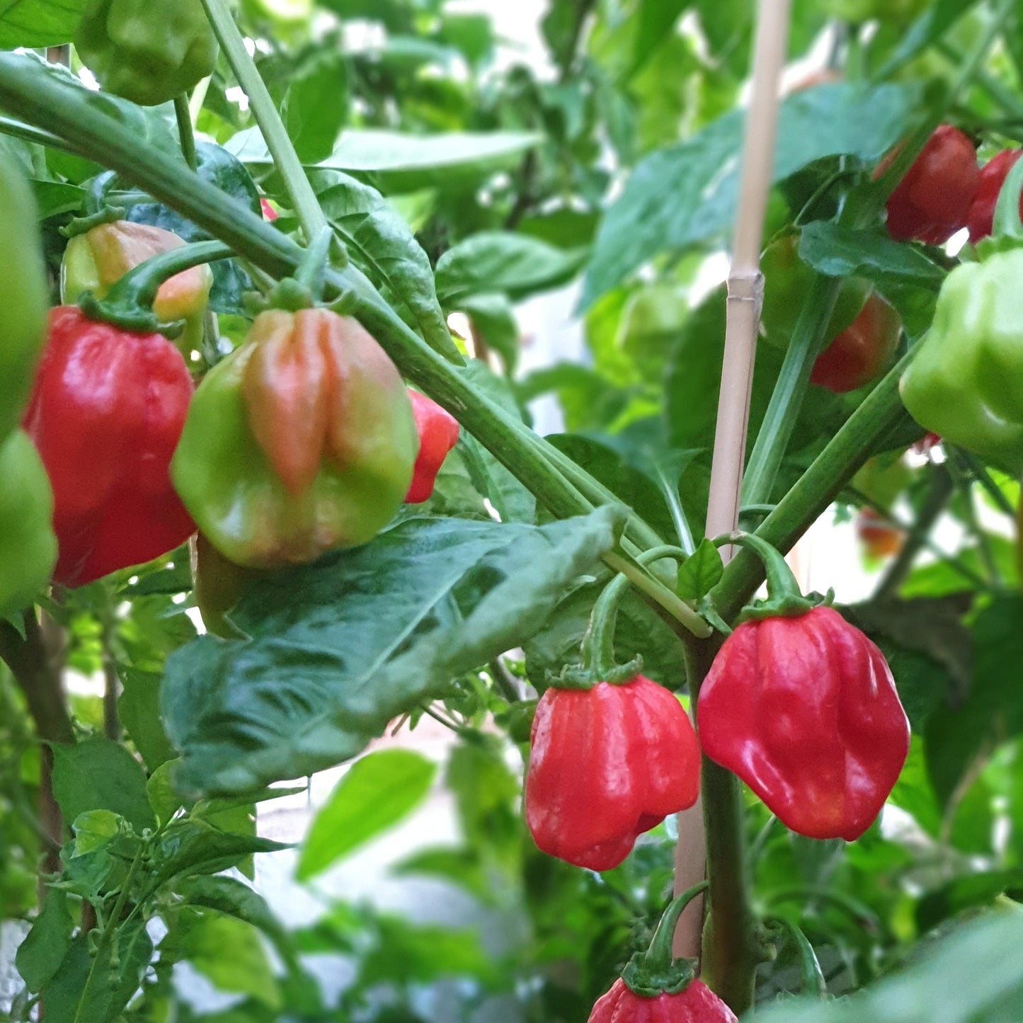 Habanero Carribean Red am Strauch
