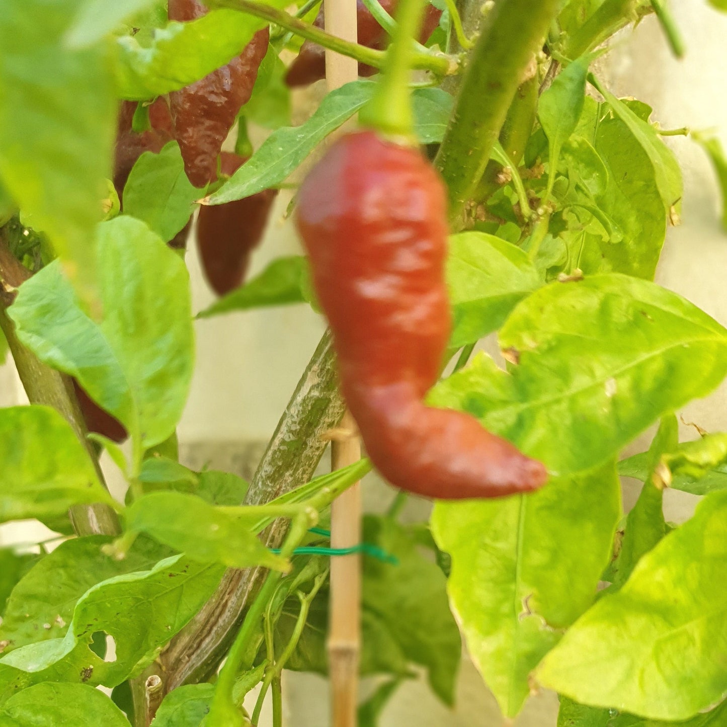 Habalokia red brown Frucht am Strauch