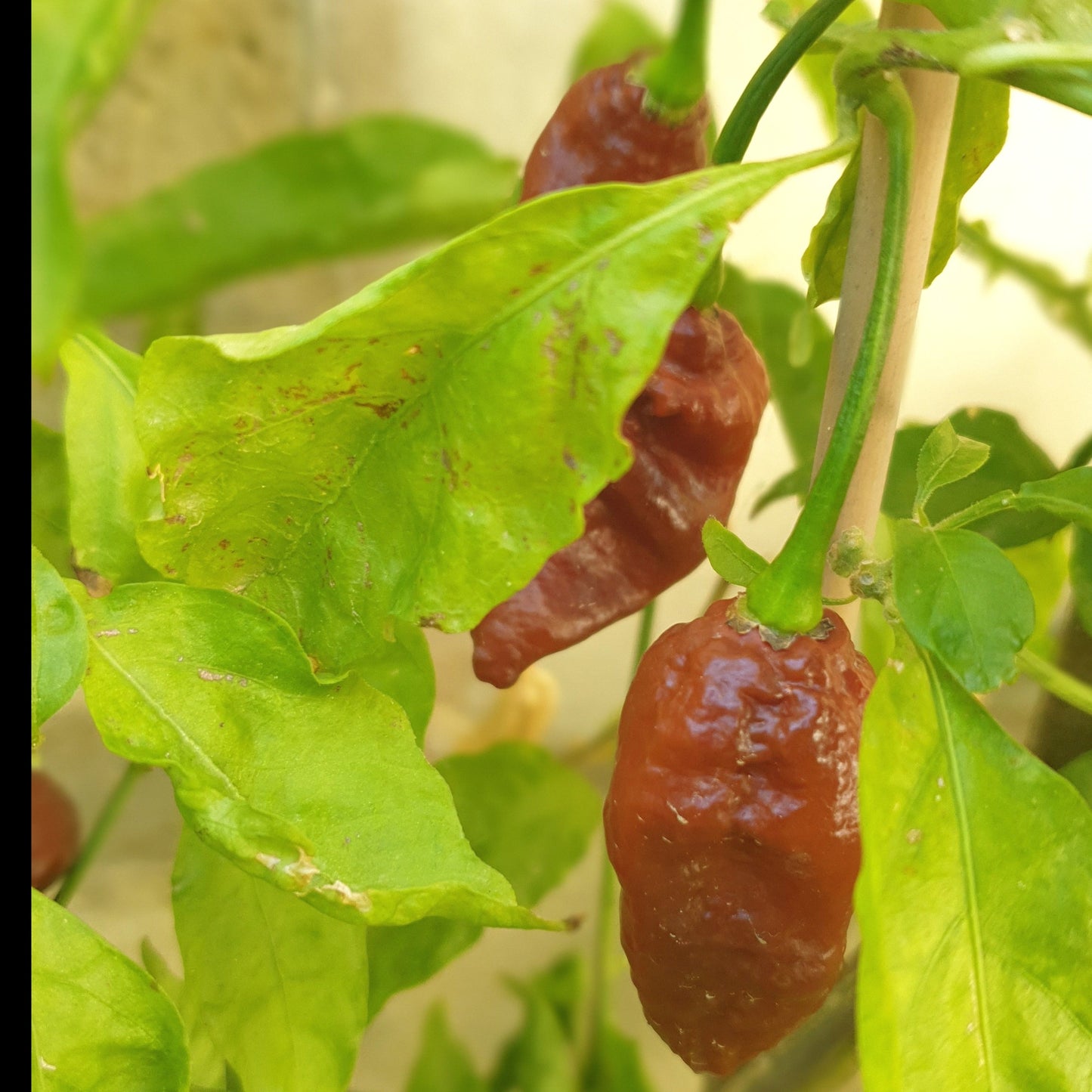 Habalokia red brown Früchte am Strauch