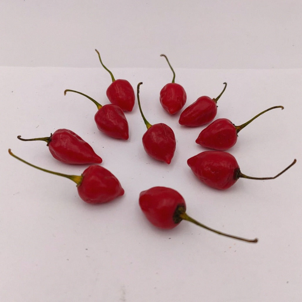 10 rote Habanero bolivian