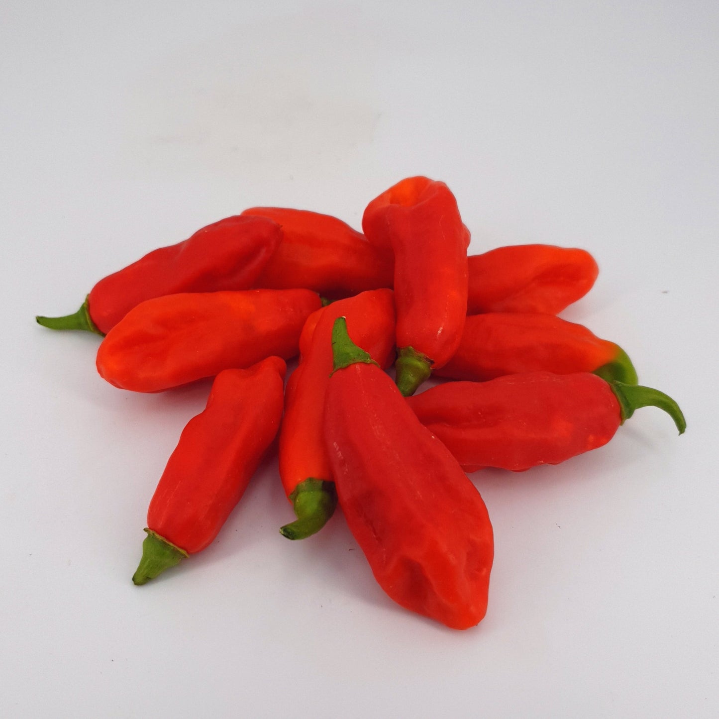Habanero Mora - 10 Chilisamen