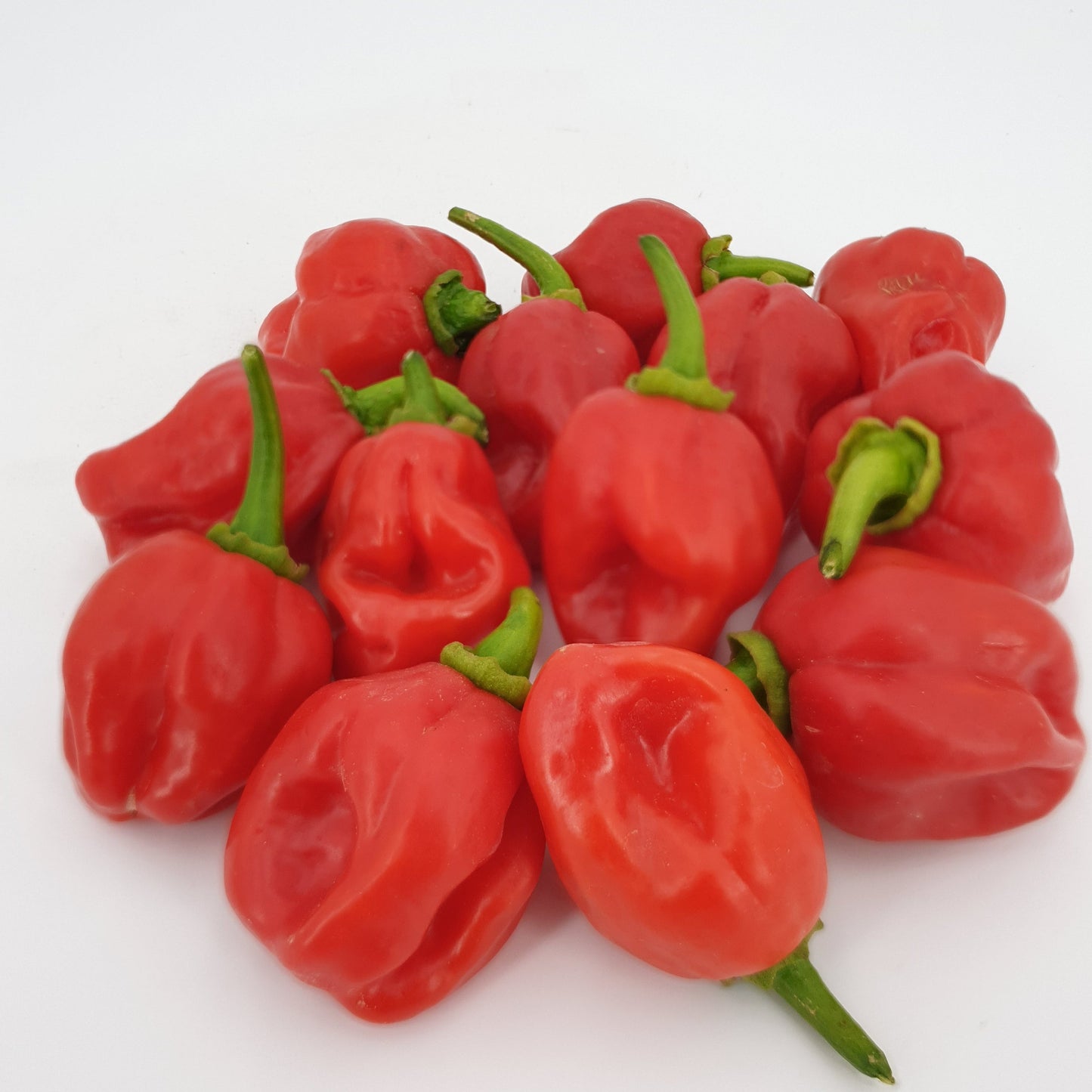rote Habanero Carribean Red