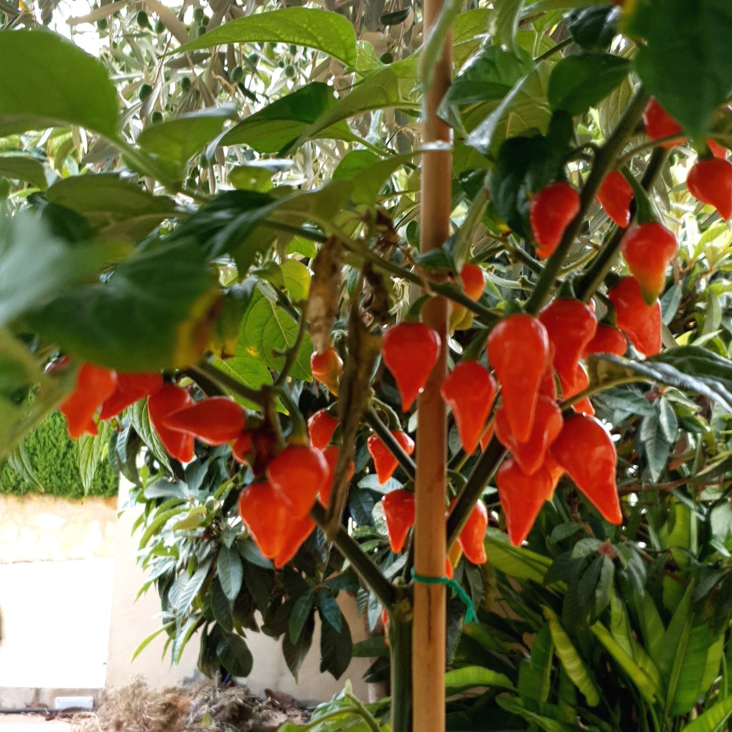 rote Habanero Tenziha Früchte am Strauch