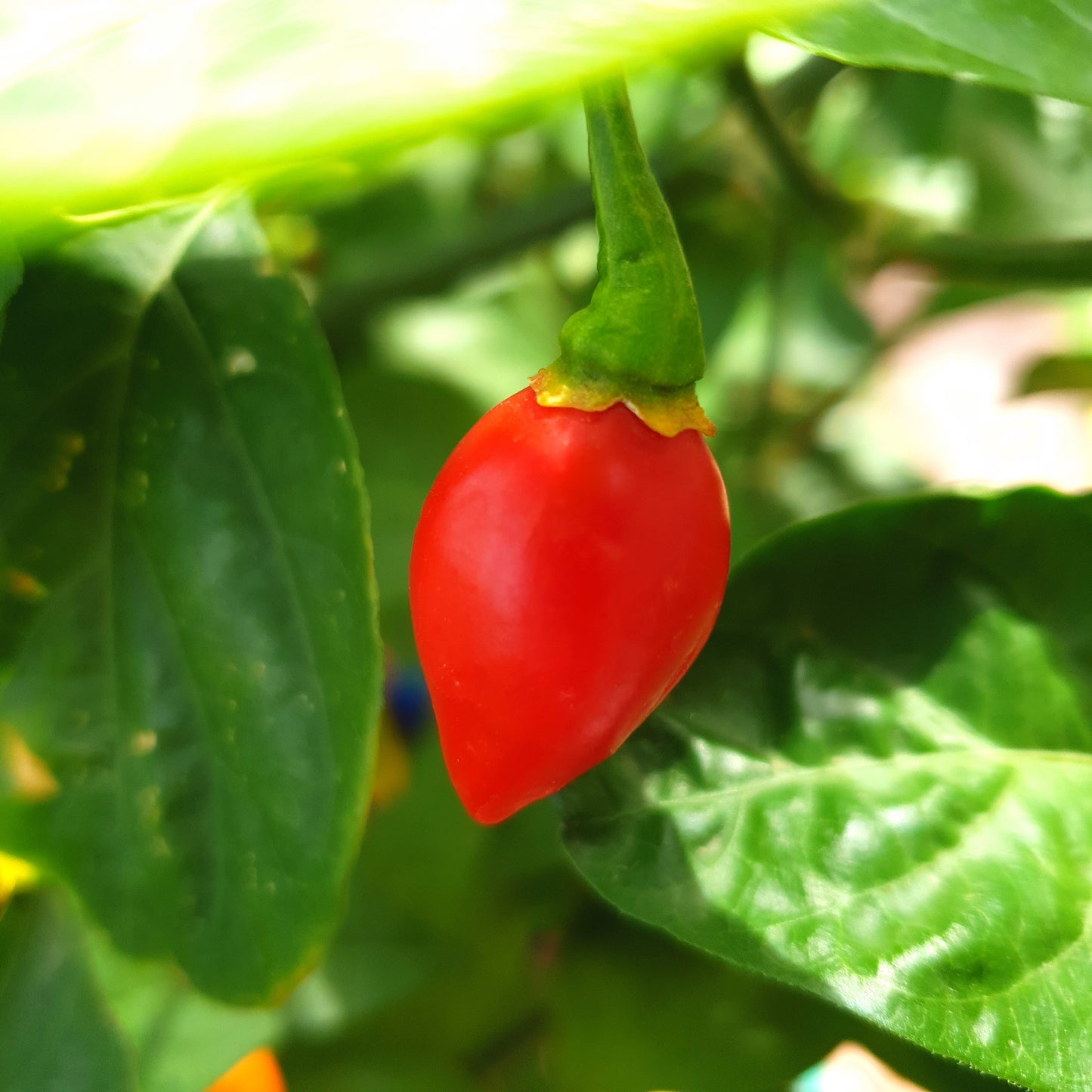1 rote Habanero Tenziha Frucht am Strauch