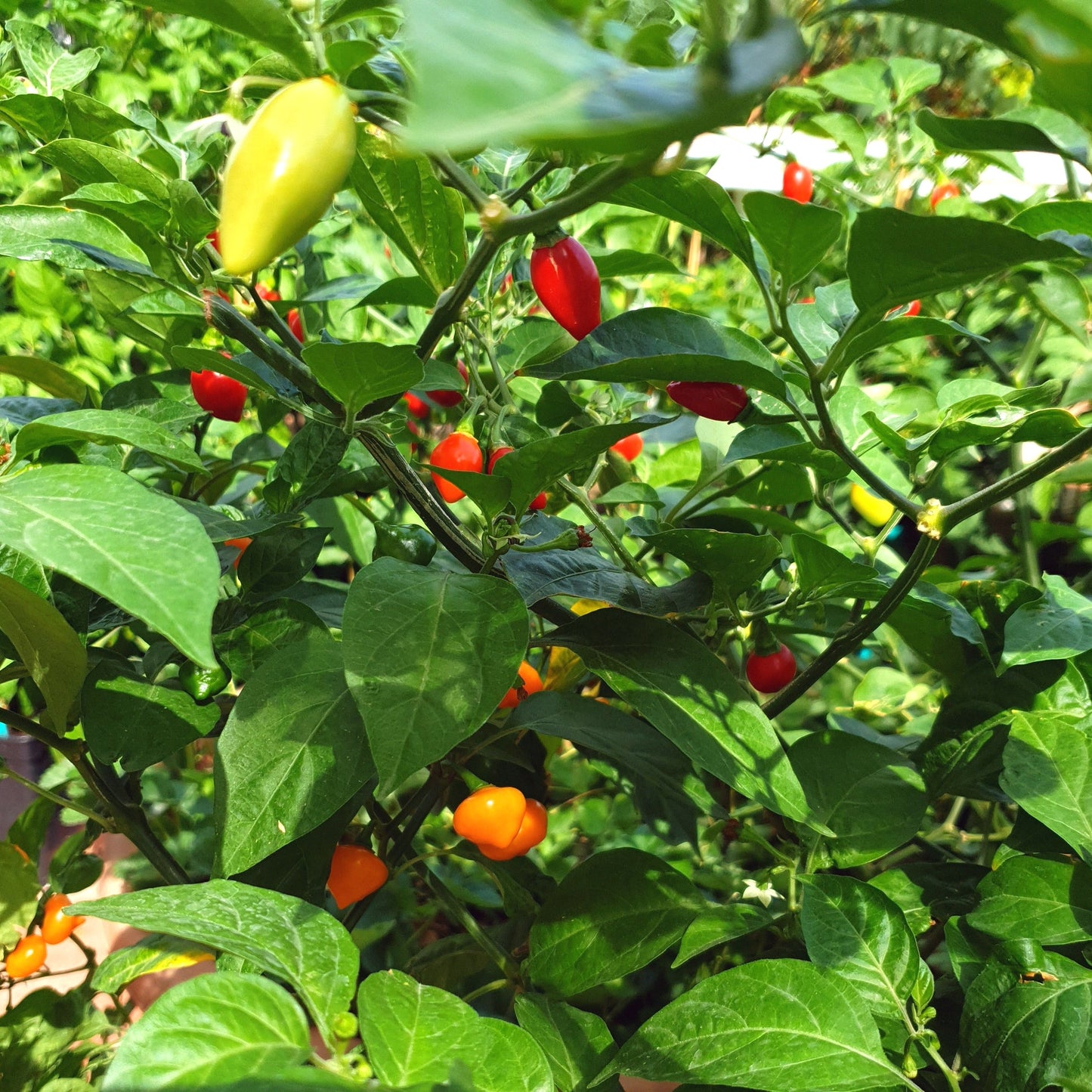 Habanero Tenziha Früchte am Strauch