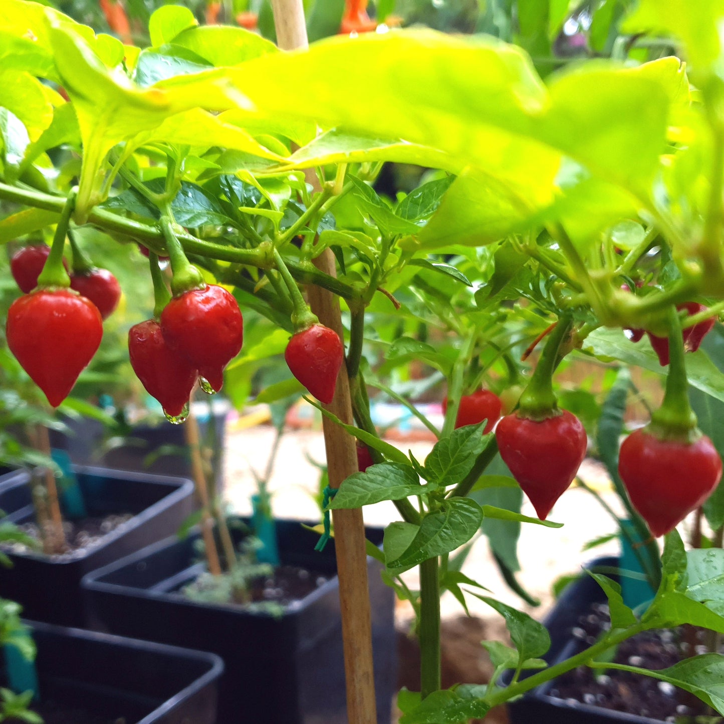 rote Habanero Bolivian am Strauch