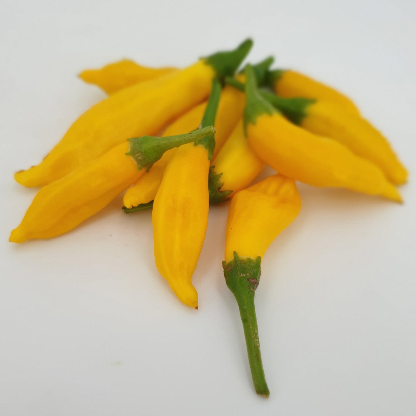 Limón Habanero - 10 semillas de chile