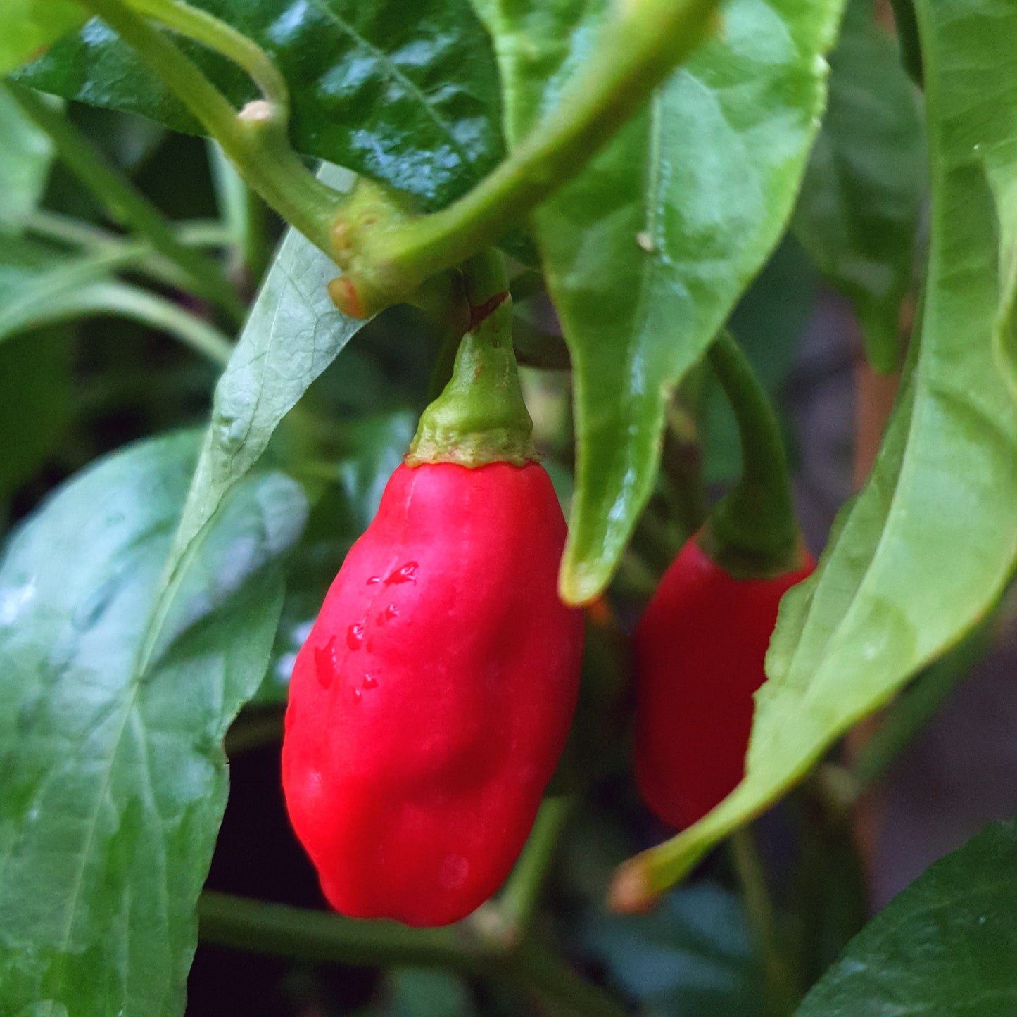 1 rote Habanero Mora Frucht am Strauch