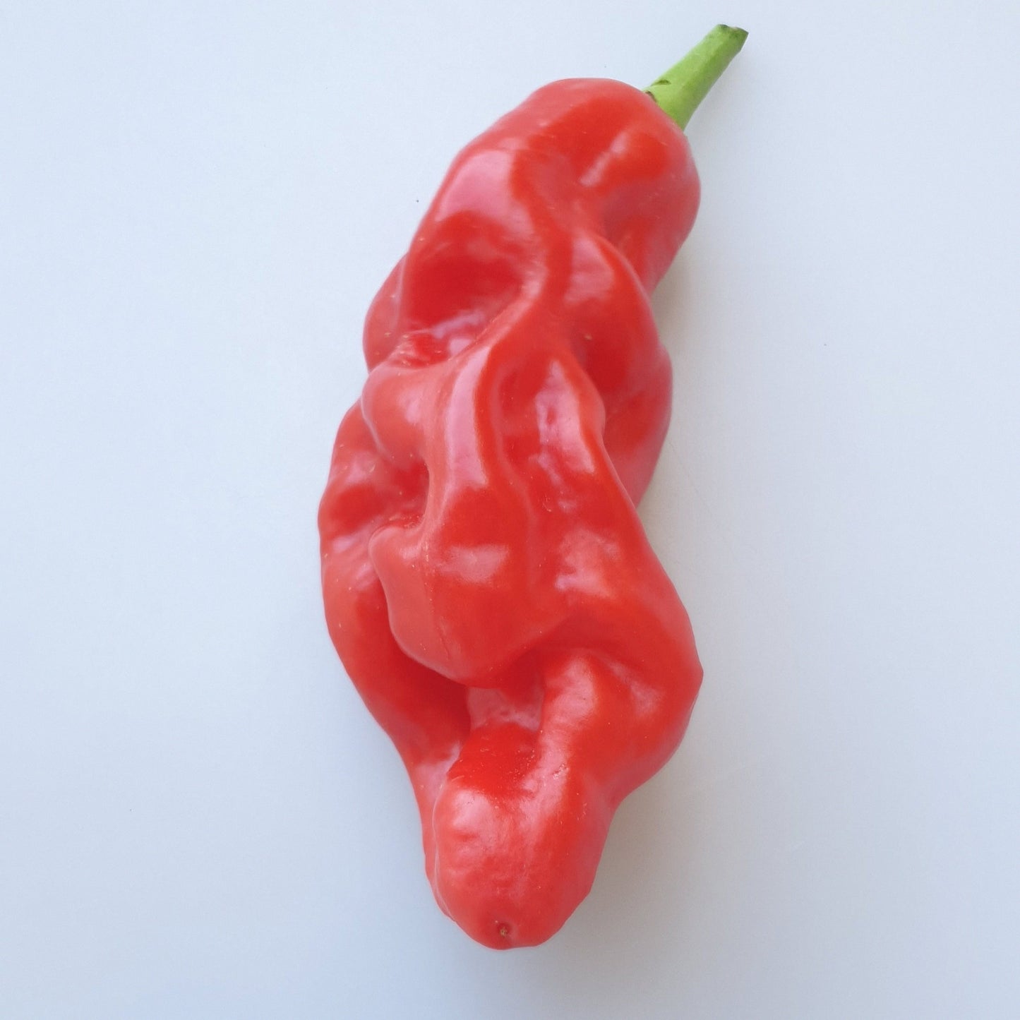 1 rote Habanero Mora Frucht