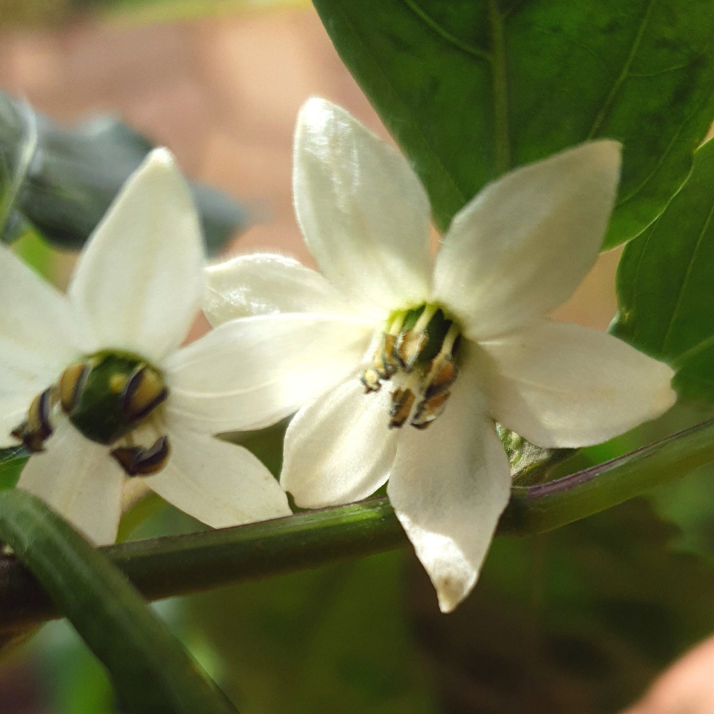 weiße Jalafuego Blüte