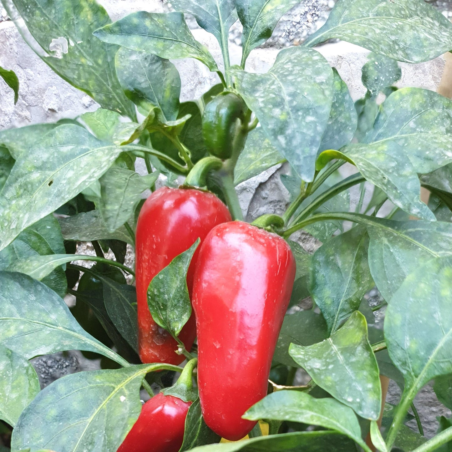rote Jalapeno El Rey Früchte zwischen grünen Blättern