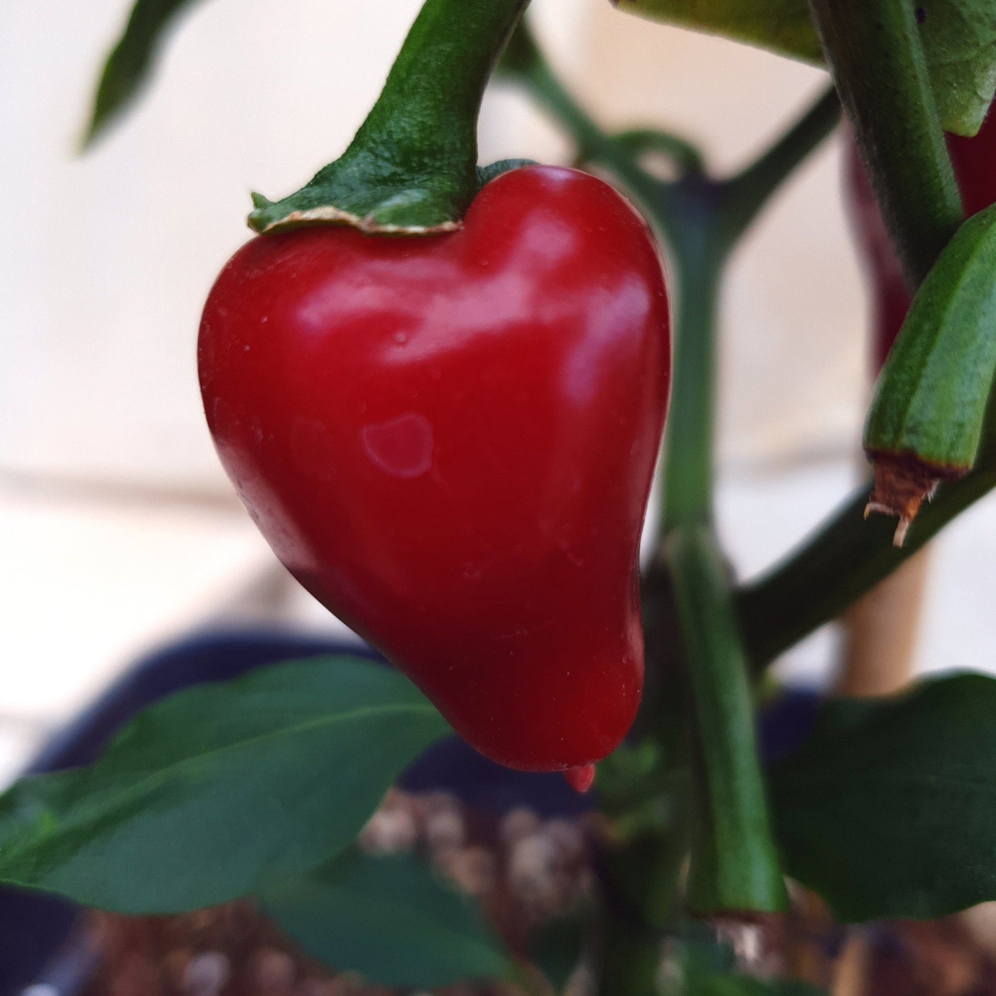 einzelne rote Frucht der Jalapeno El Rey am Strauch