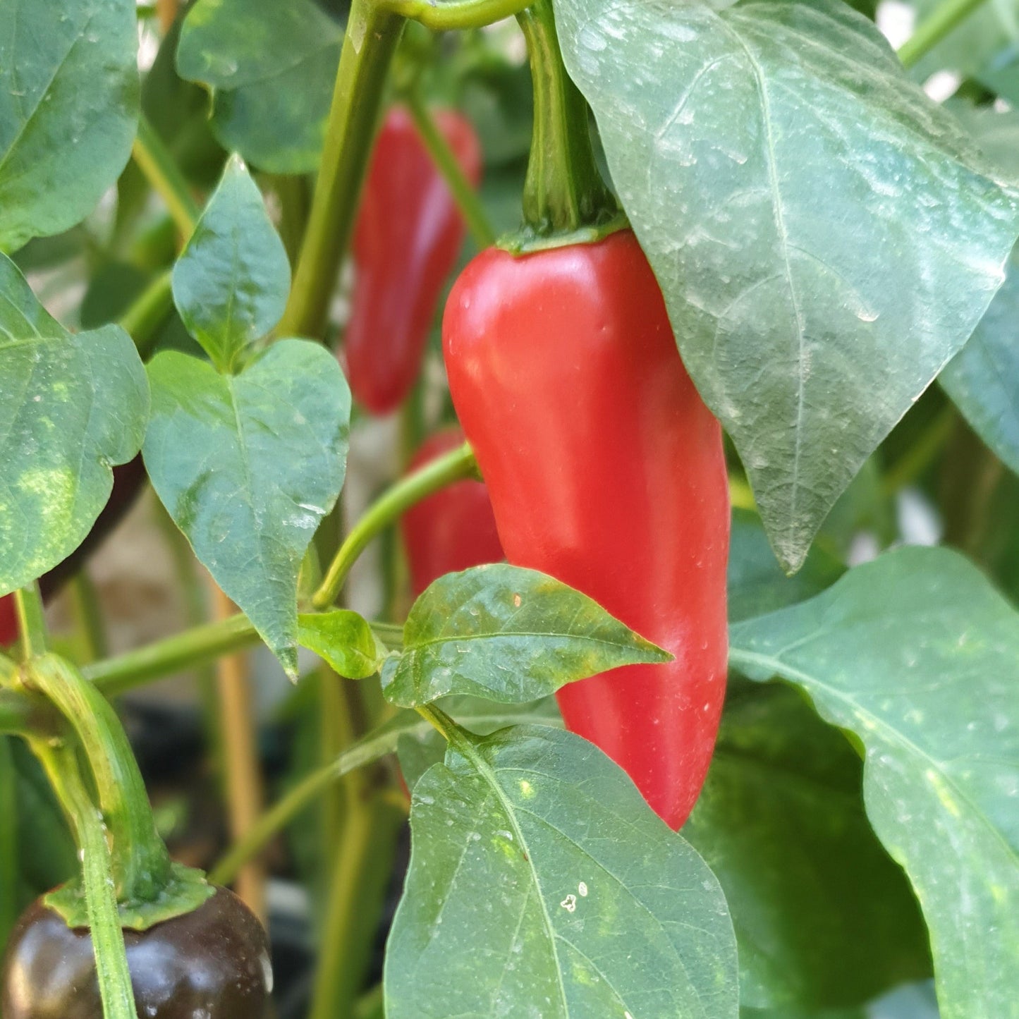 rote Jalapeno Summerheat Früchte am Strauch