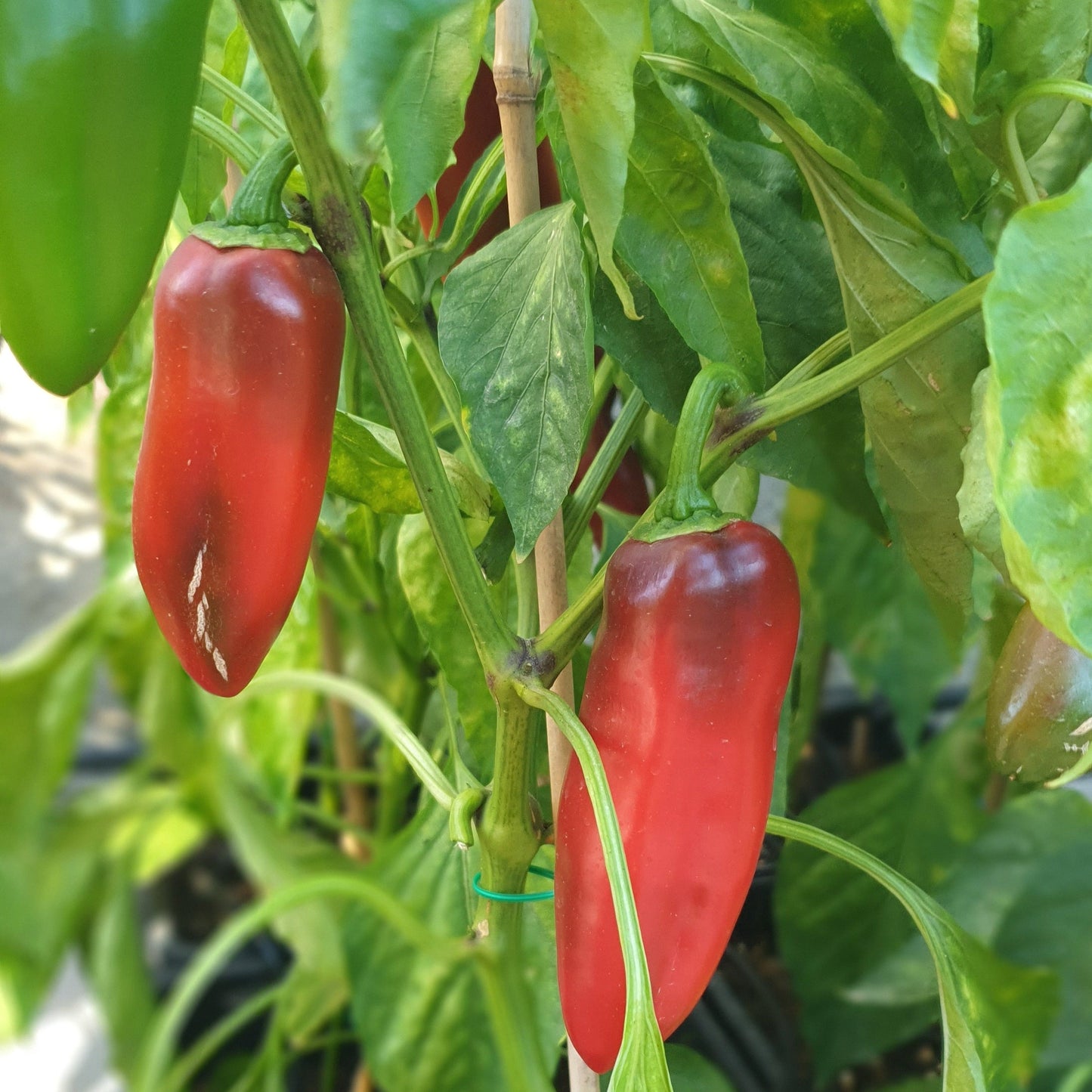 rote Früchte der Jalapeno False Alarma am Strauch