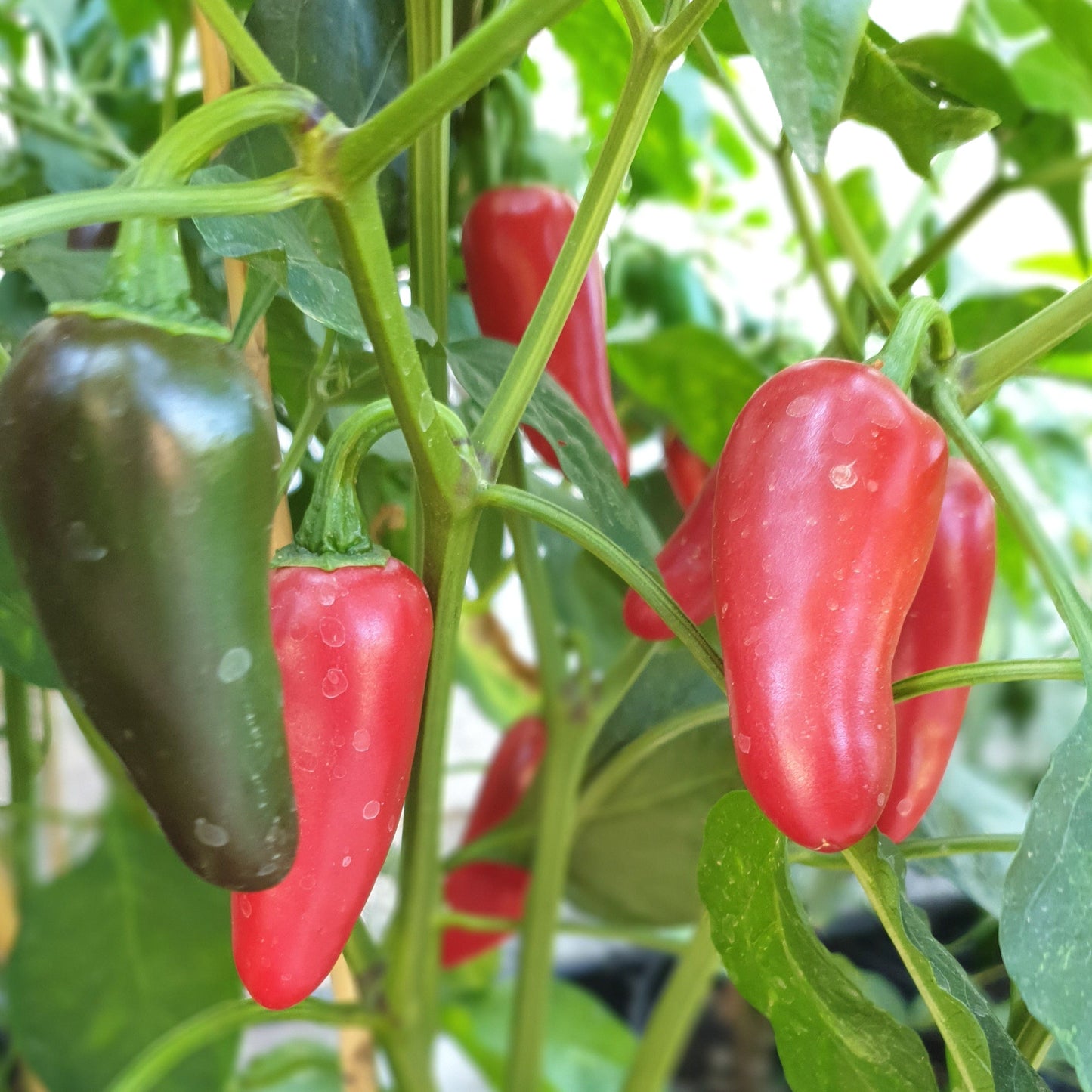 rote und grüne Jalapeno Summerheat Früchte am Strauch