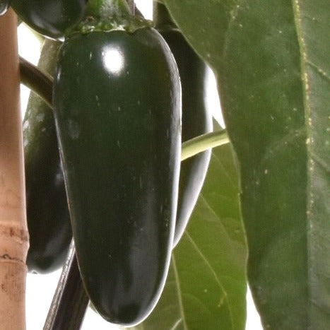 Jalapeño Barajas - 10 chili seeds