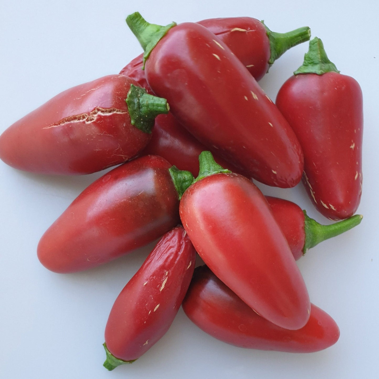 10 rote Jalapeno compadre Früchte