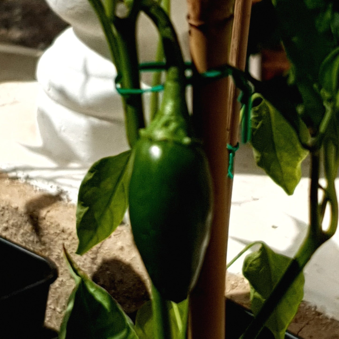 grüne Jalapeno Dark Red Frucht am Strauch